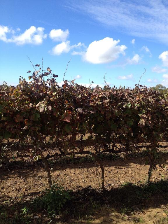 Masseria San Polo Squinzano ภายนอก รูปภาพ